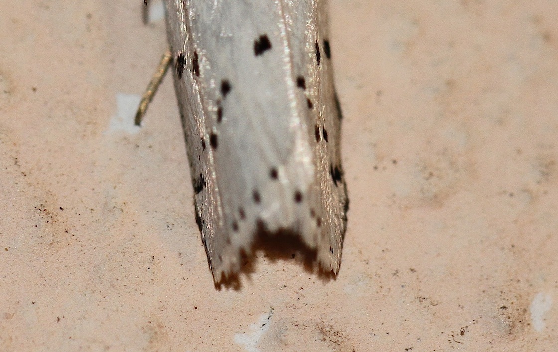 Crambidae: Calamotropha paludella f. nivella